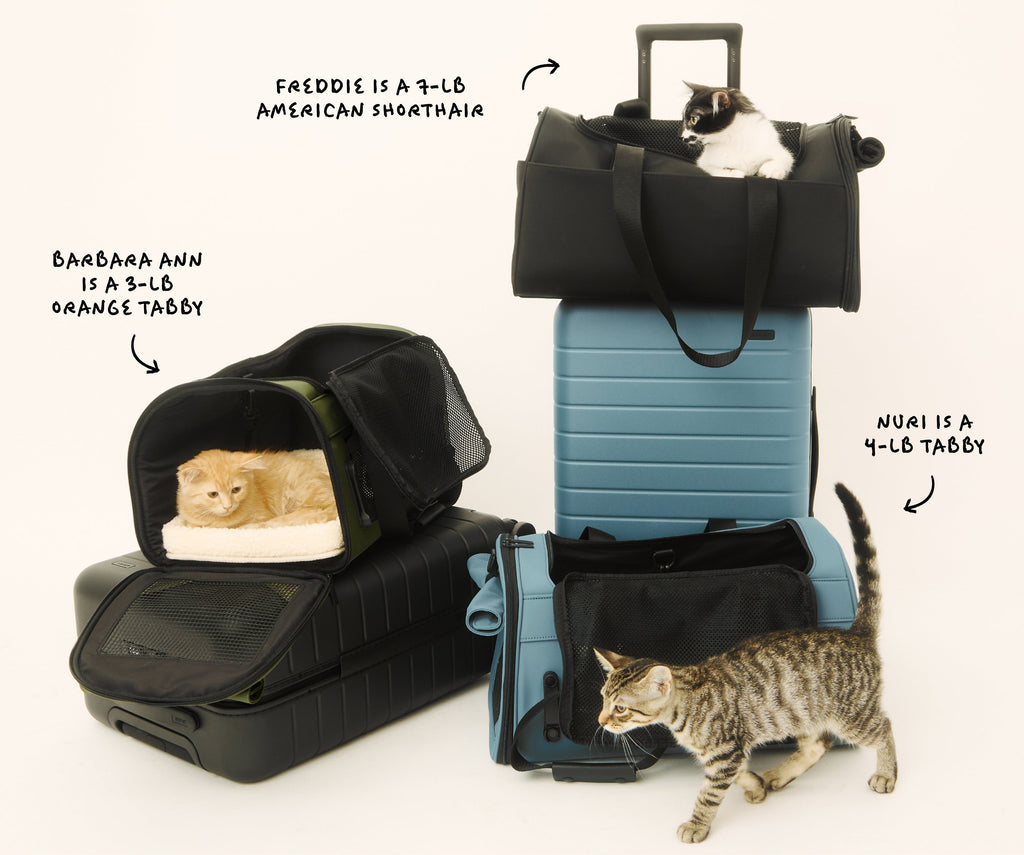 Away The Pet Carrier Travel Accessory - Coast Blue